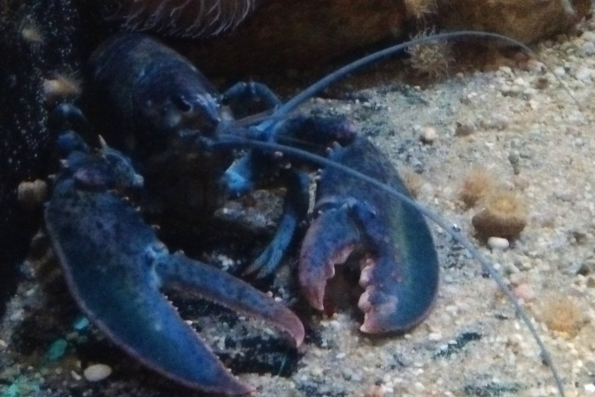 Woods Hole Science Aquarium - Gallery Image 2